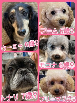 🐾今日の里親様募集中ワンコ🐶メンバーです🐾2023,2,14【保護犬カフェ天神橋店】